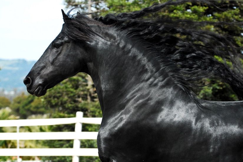 Splendid black horse wallpaper 2560x1600 jpg