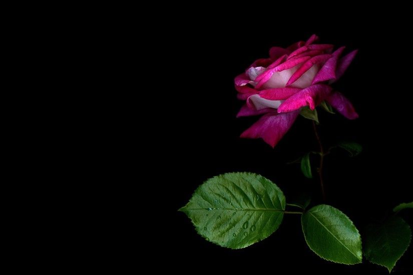 pink-rose-flower-on-black-hd-desktop-wallpapers
