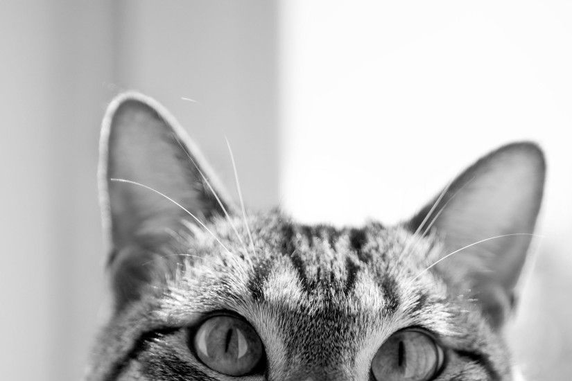 ... Hipster Cat Wallpaper Tumblr | Wallpapers Background ...