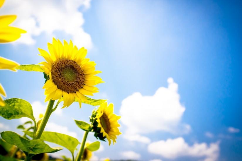 download sunflower background 2560x1600 windows 7