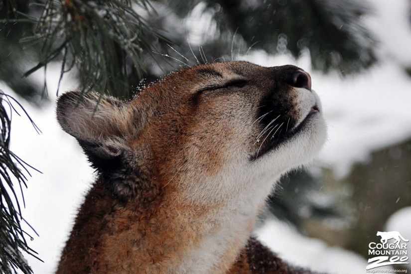 Cougars Tag - Cougars African Savage Animals Wild Life Images Of Living In  Polar Region for