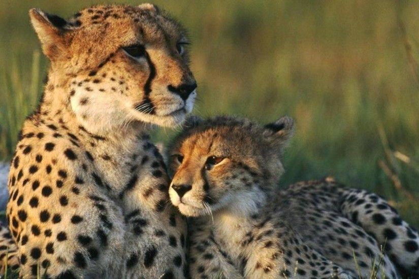 Animals For > King Cheetahs Wallpaper