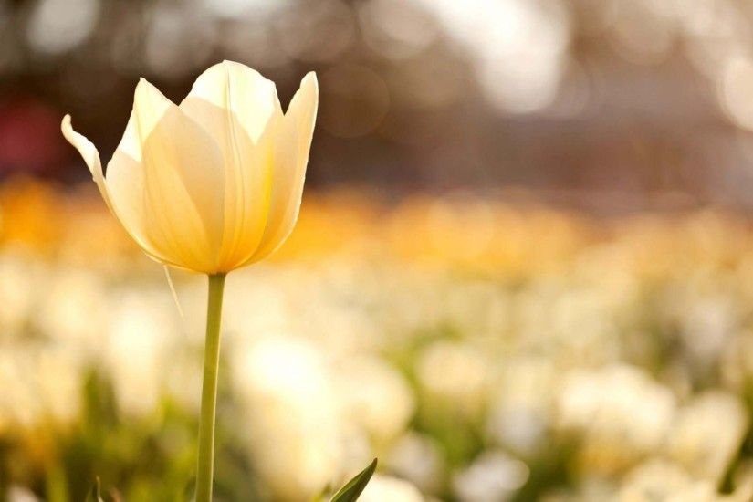Tulip Yellow Flower Field Macro Nature Wallpaper | HD Flowers Wallpaper  Free Download ...