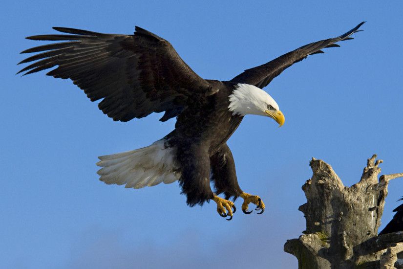 desktop bald eagle american flag pics download