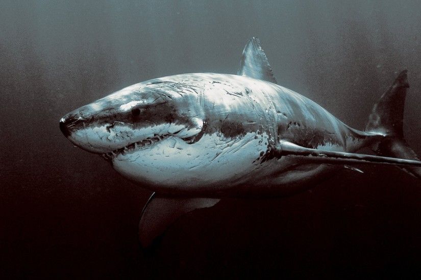 shark dark sea underwater Wallpaper HD