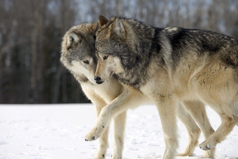 wolf-wallpapers8-600x338