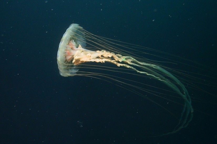 Box Jellyfish Wallpaper