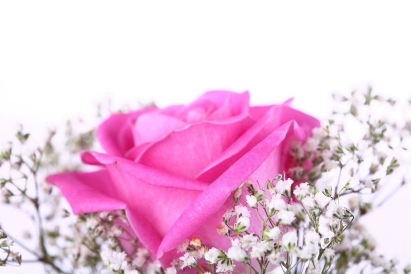 Images For > Pink Rose Background Wallpaper