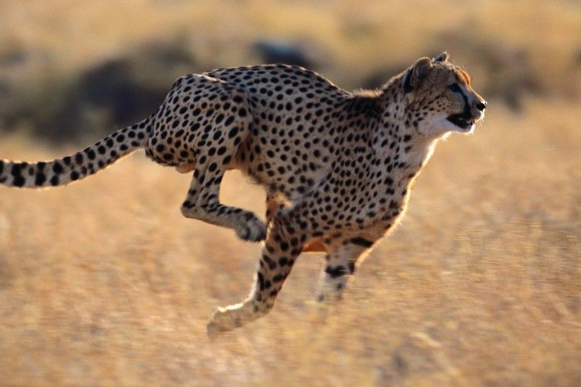 Wallpaper Cheetah, Speed, Running HD, Picture, Image