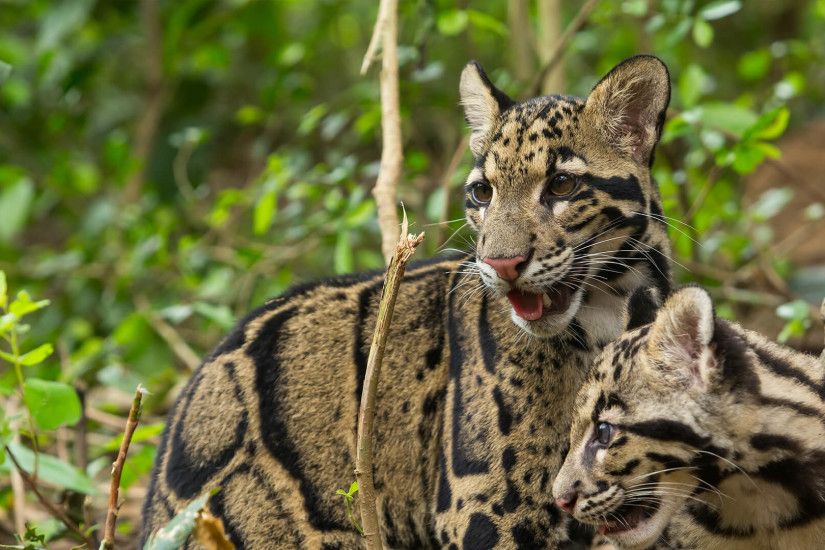 Clouded leopard mother and young cub in densely foliaged jungle