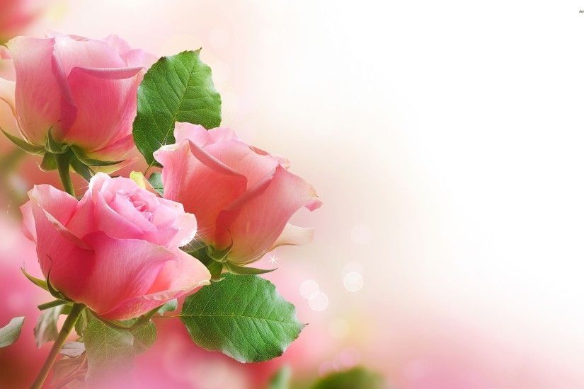 Valentine Weeks Special: Top 500+ Most Beautiful Rose Day Love Wallpapers/  Pictures/ Images/ Photos/ Greetings/ Quotes / Wishes/ Ecard of Rose Day  (Part.4) ...
