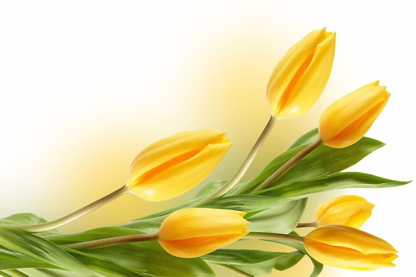 yellow tulip flower wallpaper. Â«Â«