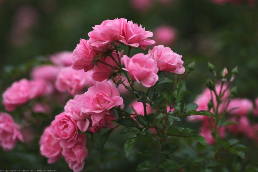 Roses-Pink-Flowers-for-desktop-and-mobile-high-