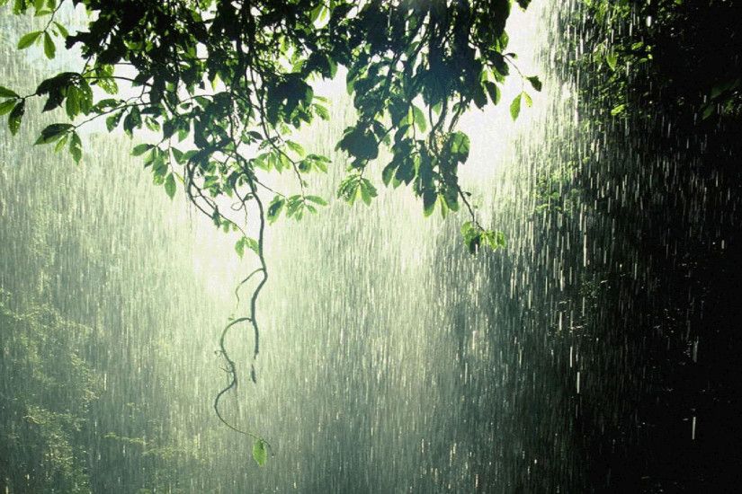 Photography - Rain Forest Green Wallpaper