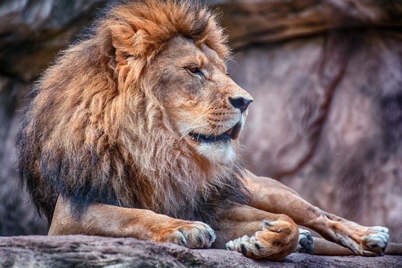 3000x2000 Wallpaper lion, mane, predator, wildcat