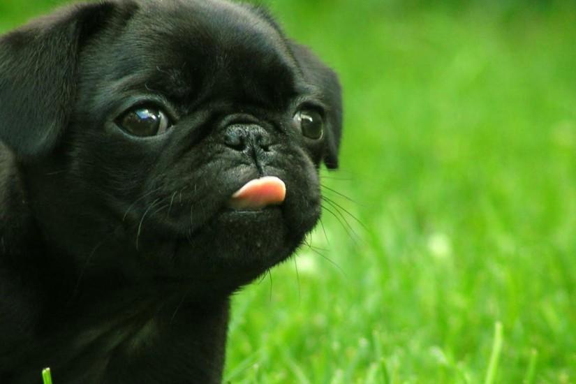 happy-pug Â· black-pug-tongue-out