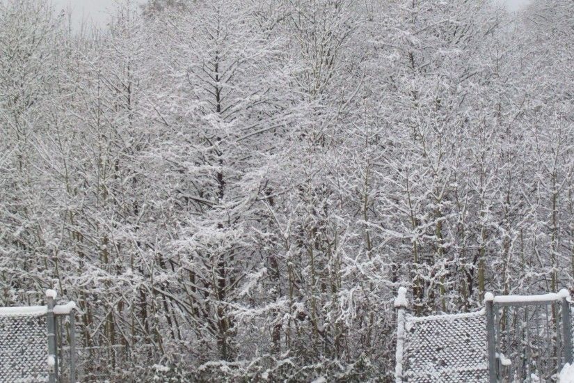 Wonderland Tag - Winter Wonderland Christmas Snow Trees Cam Desktop Wallpaper  Scenes for HD 16: