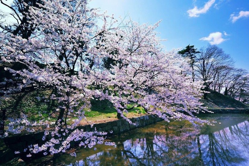 Landscape Tag - Japanese Flowers Blossoms Nature Cherry Sakura Japan  Landscape Picture for HD 16: