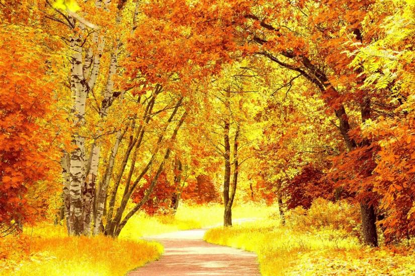 fall, tree, leaf, footpath, autumn, birch