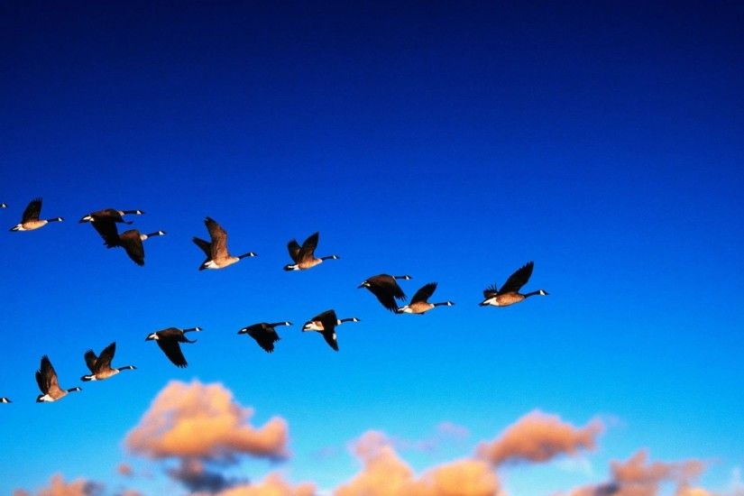 Flight Geese Migration Sky Clouds Birds Vector Images Free Download -  1920x1286