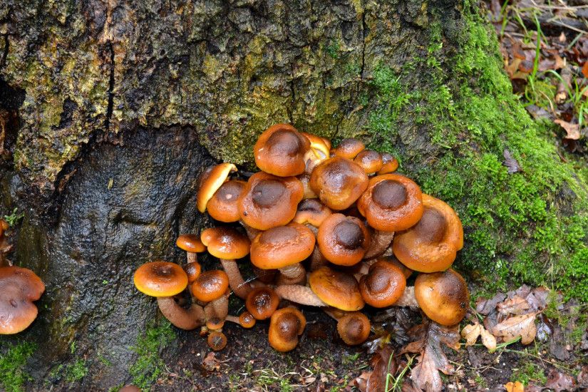 Autumn wallpaper mushrooms near a tree.