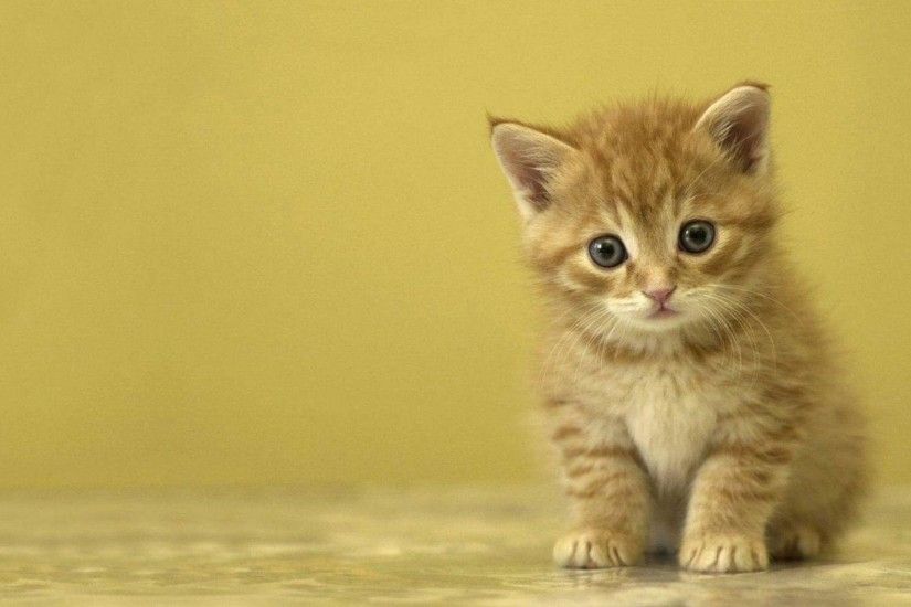 Most Downloaded Kitten Wallpapers - Full HD wallpaper search