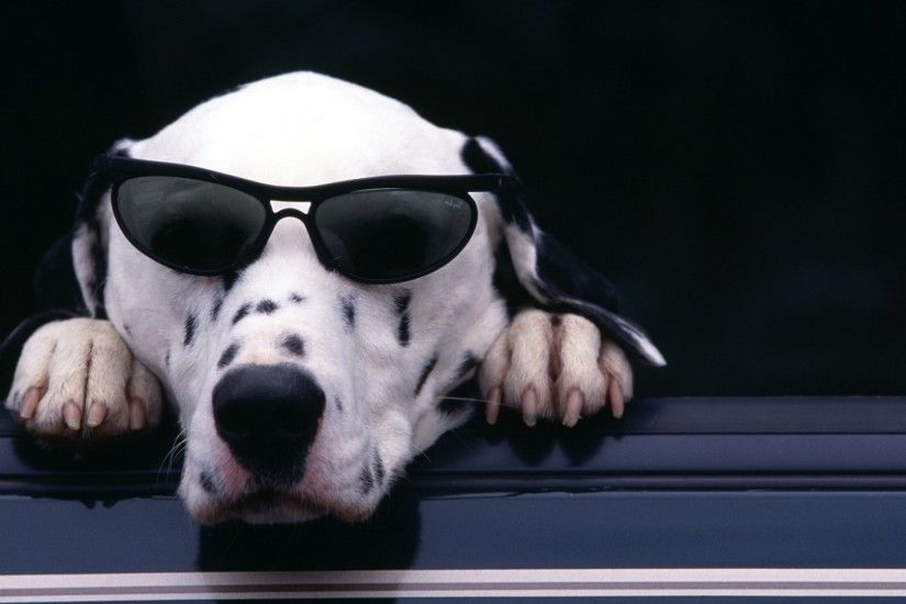 Dalmatian Glasses HD Desktop Wallpaper, Background Image