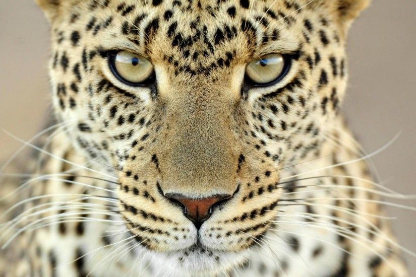Get the latest cheetah, face, aggression news, pictures and videos and  learn all about cheetah, face, aggression from wallpapers4u.org, your  wallpaper news ...