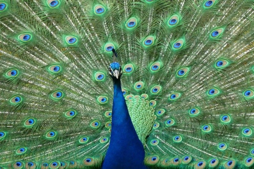 peacock beautiful backgrounds desktop