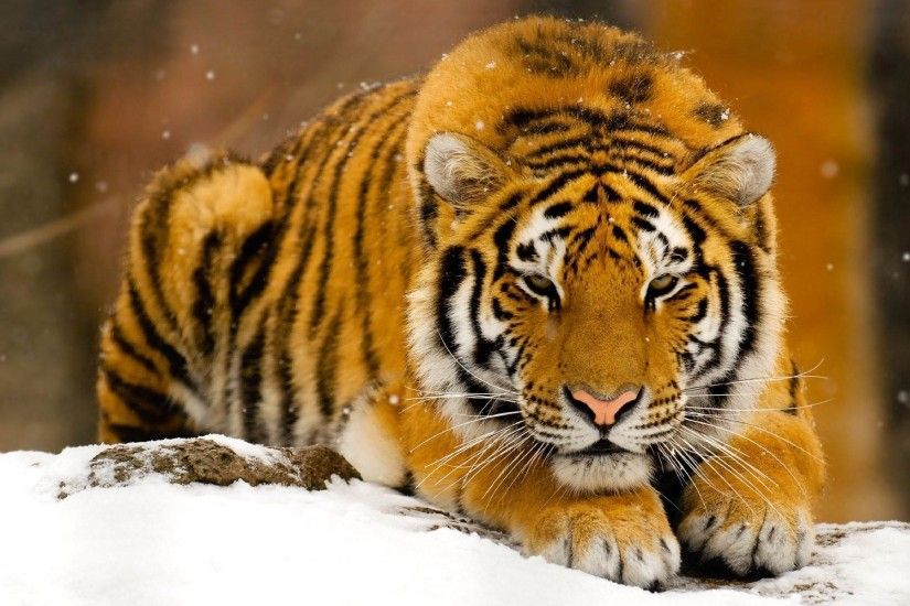 Wild Animals Wallpaper HD | HD Wallpapers, Backgrounds, Images, Art Photos.