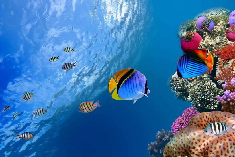 wallpaper.wiki-Underwater-fish-and-coral-wallpaper-full-