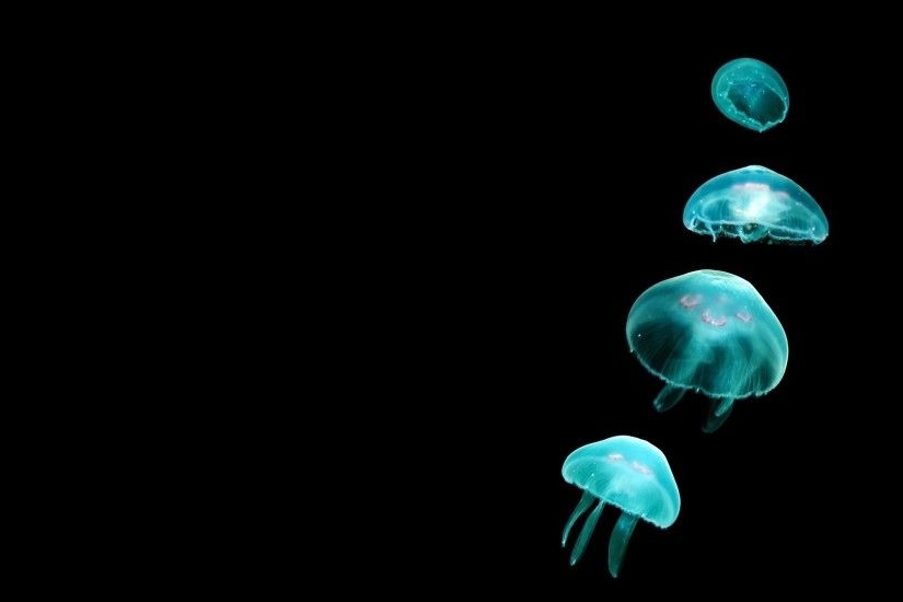 jellyfish, Black Background, Glowing, Animals, Simple Wallpapers HD /  Desktop and Mobile Backgrounds