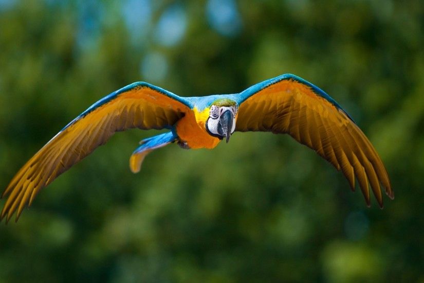 Volare Macaw Parrot Wallpaper