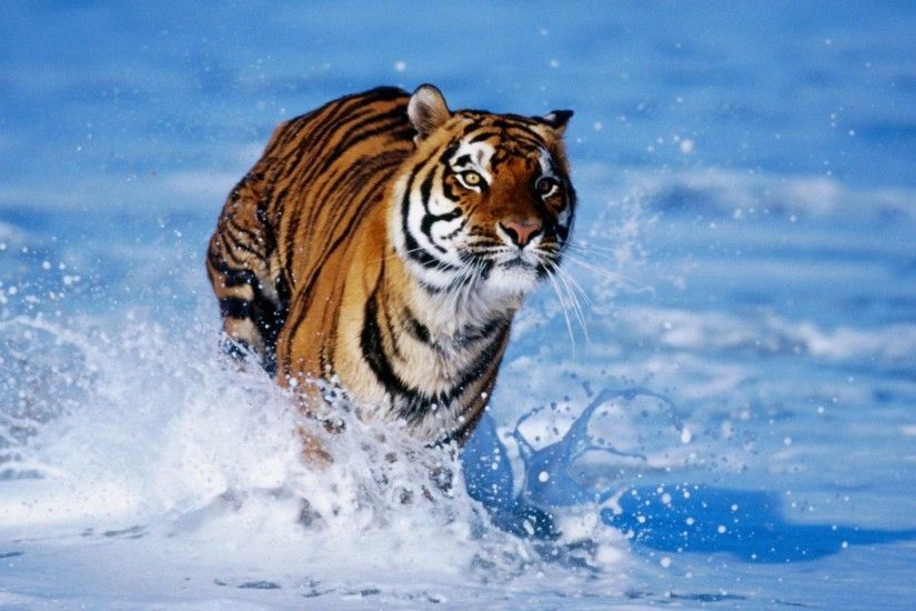cool wild animal tiger desktop wallpapers download cool desktop wallpapers