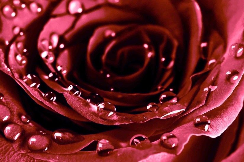 Latest Images Free Download Beautiful Rose Hd Latest Wallpaper Free  Download New Hd Wallpapers