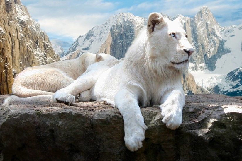 White Lion Wallpapers - Full HD wallpaper search