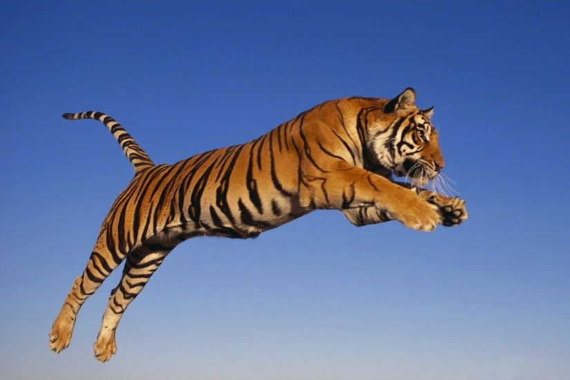tiger backgrounds