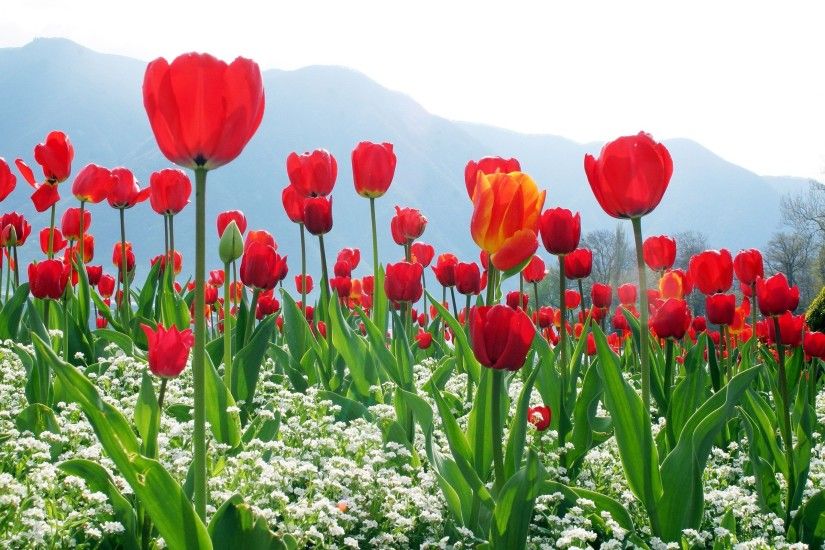 Red Tulip Flowers Field Wallpaper