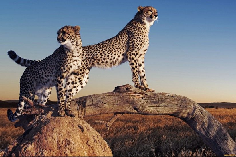 cheetah desktop background