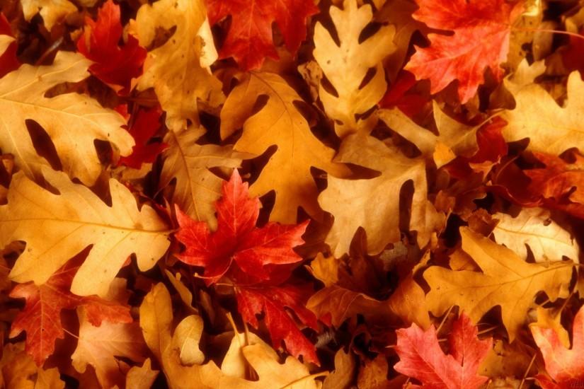 Autumn Leaves Wallpapers Background with High Resolution Wallpaper