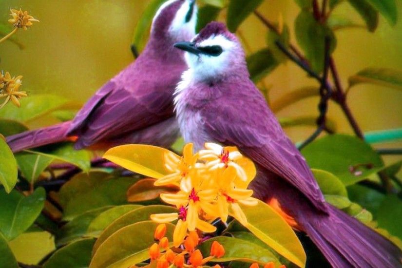... HD Purple Birds Flowers Wallpaper | UsSharing | Pinterest | Purple .