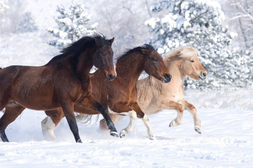 Animal Horse Snowy Beauty Cute Weather Amazing Moving On Desktop - 1920x1080