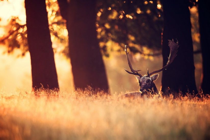 Deer Background