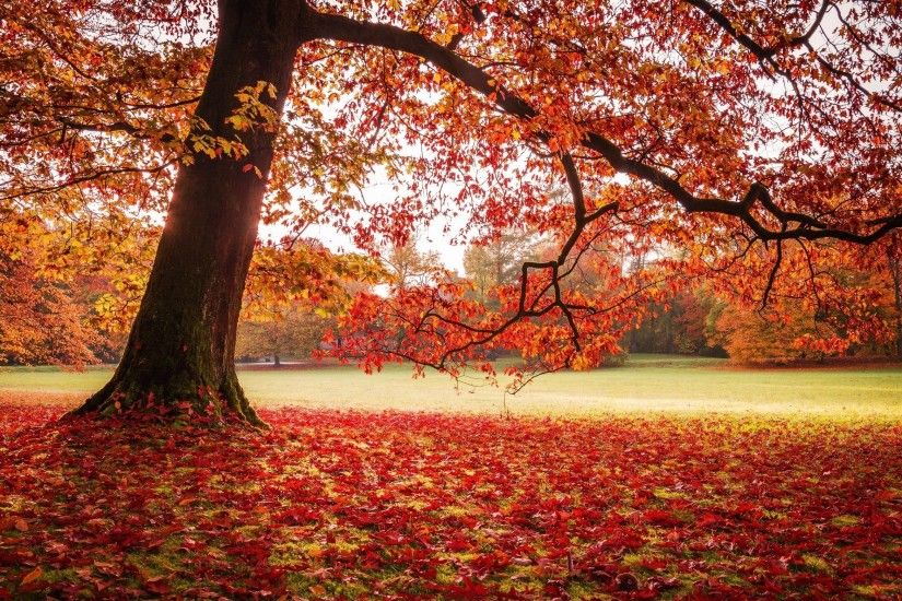 nature, Landscape, Park, Fall, Leaves, Lawns, Trees, Red Wallpapers HD /  Desktop and Mobile Backgrounds