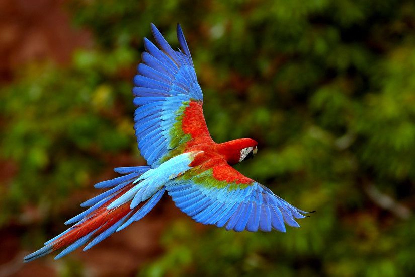 Parrot in Brazil