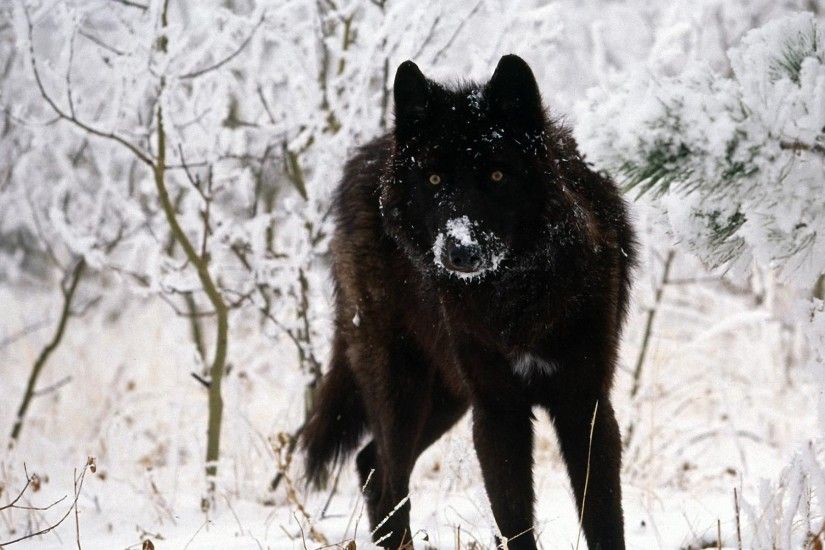 Mystic wolf wallpaper wolves animals wallpapers for free download