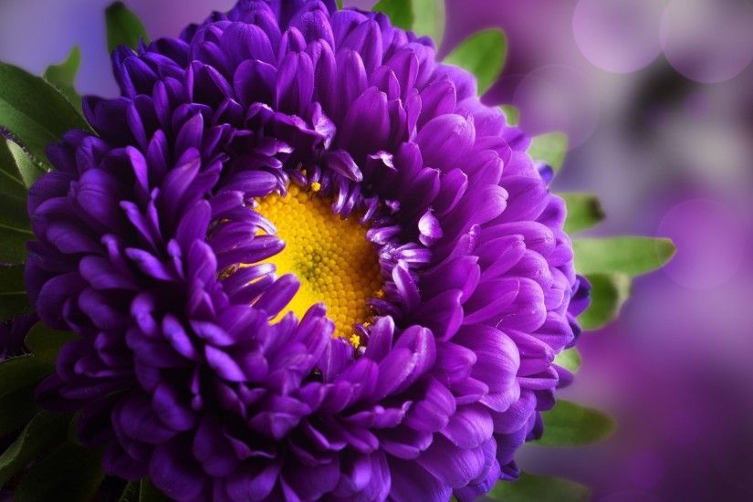 ... Purple Flower High Definition Wallpapers ...