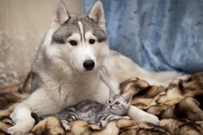 Animal - Cat & Dog Husky Dog Cute Wallpaper