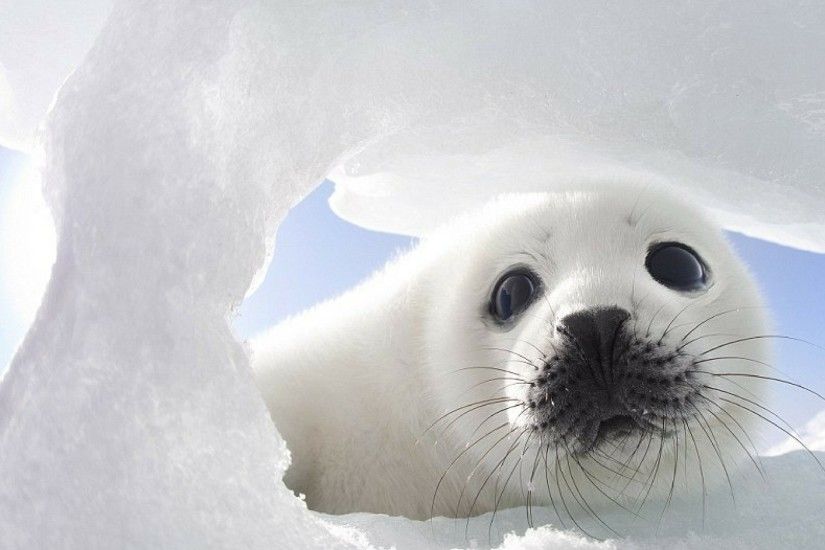 AquaMobile Wallpaper Swimmas Baby Seal