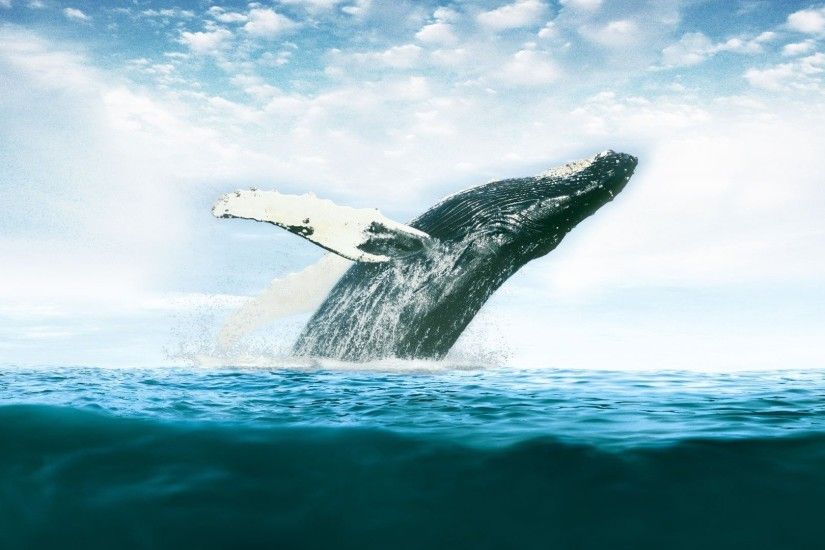 whale desktop wallpaper 52964